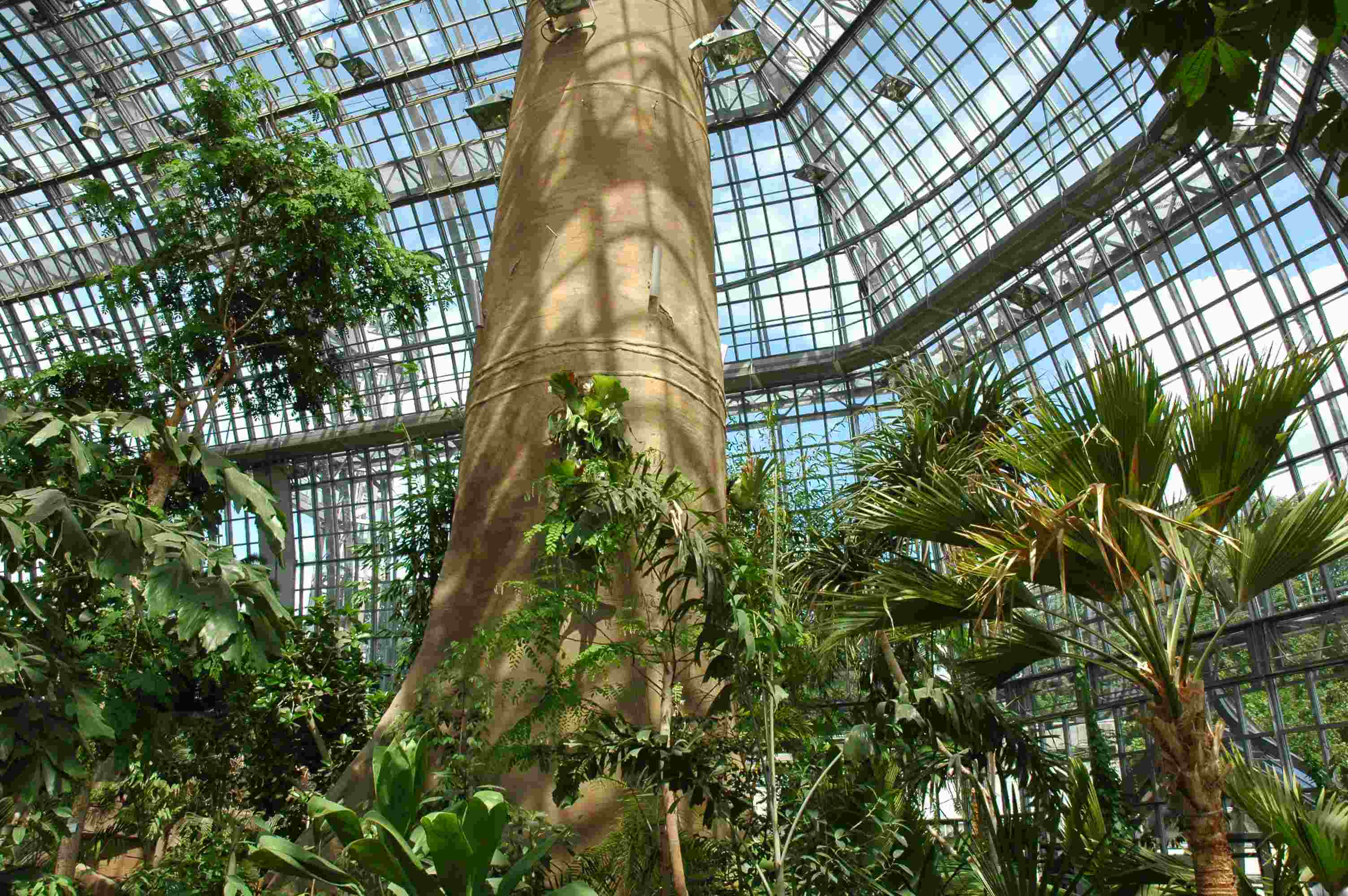 Tropenhaus spart Energie: Rundgang durch den Botanischen Garten