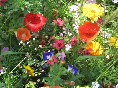 Sommerwiese auf dem Mittelstreifen