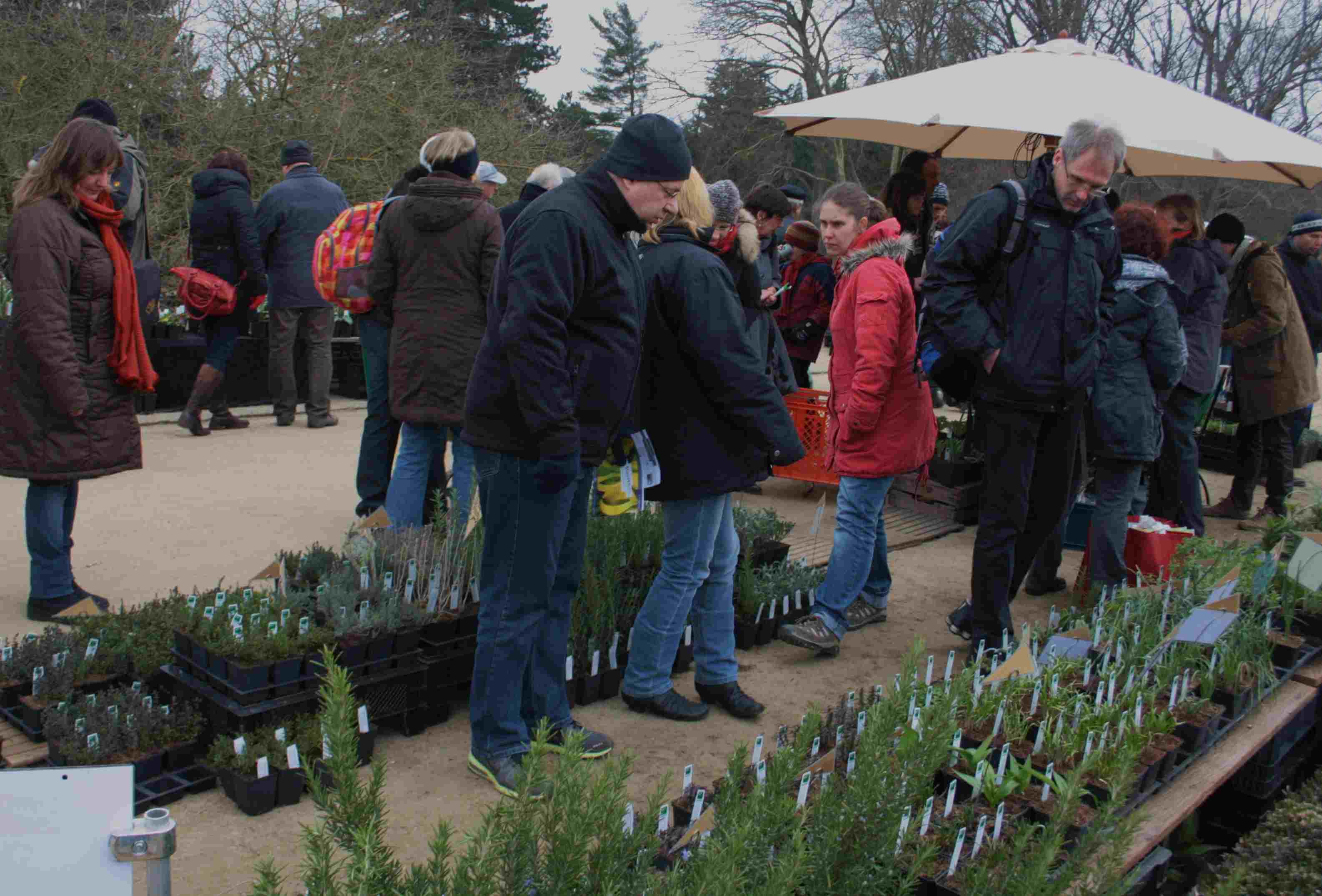 Raritaten Fur Balkon Und Garten Staudenmarkt Im Botanischen