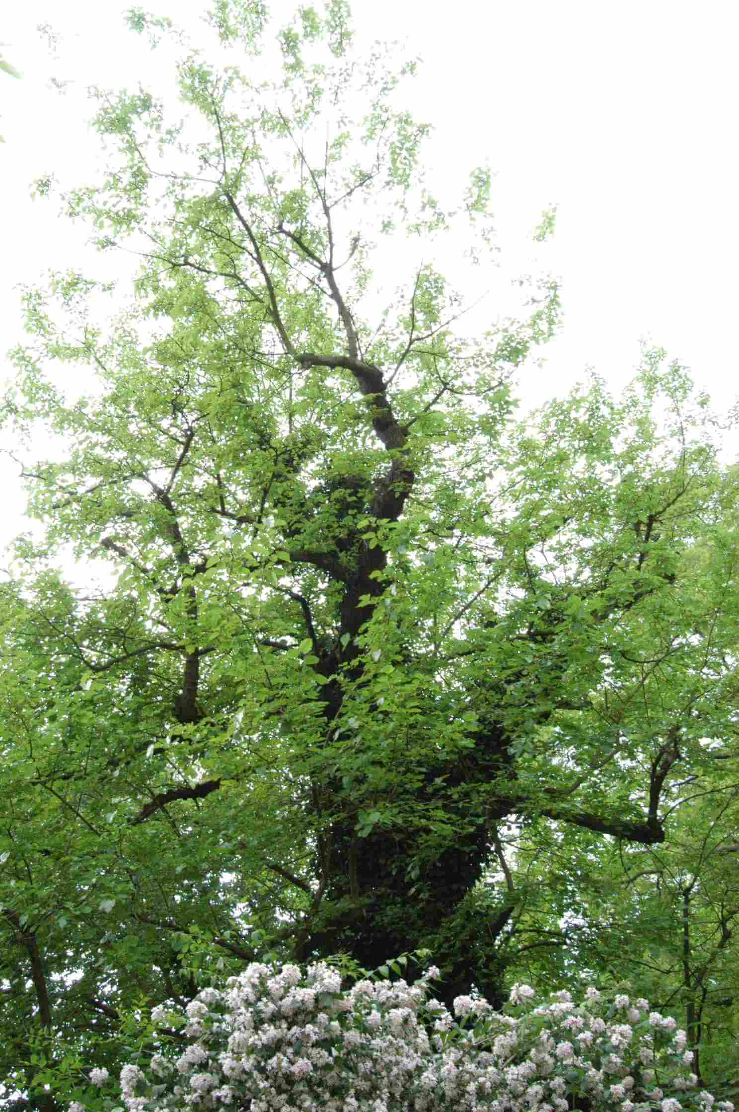 Futter für hungrige Raupen: Der Maulbeerbaum ist Denkmal des Monats Juli