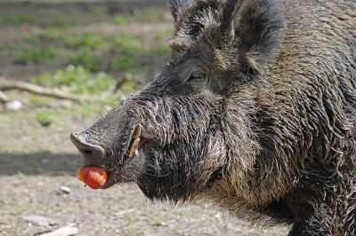 Wildschweine sind Allesfresser. Foto:Michael Ochsenkühn / pixelio.d