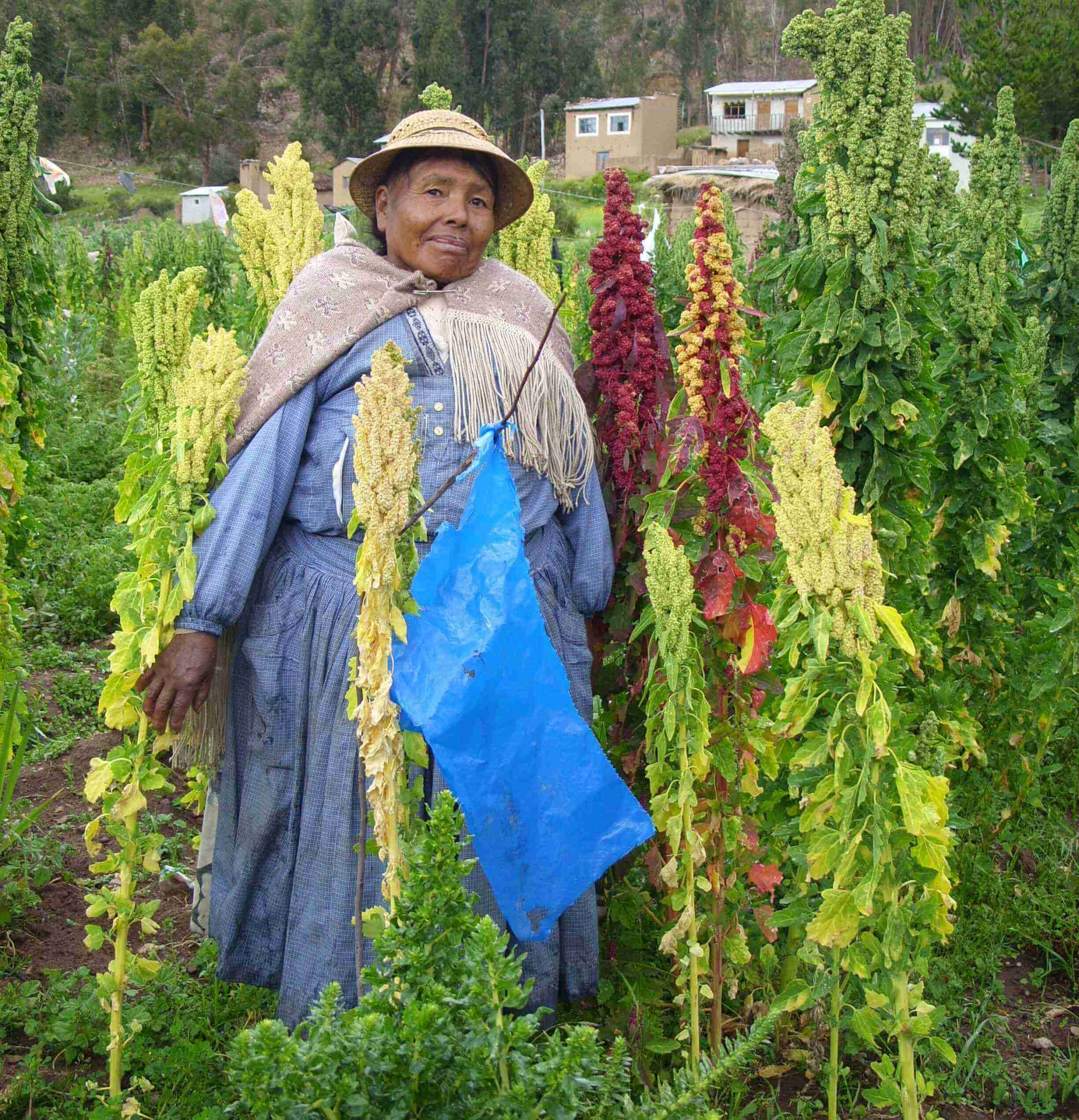 „Voll im Trend“: Ausstellung zu Quinoa im Botanischen Museum Dahlem