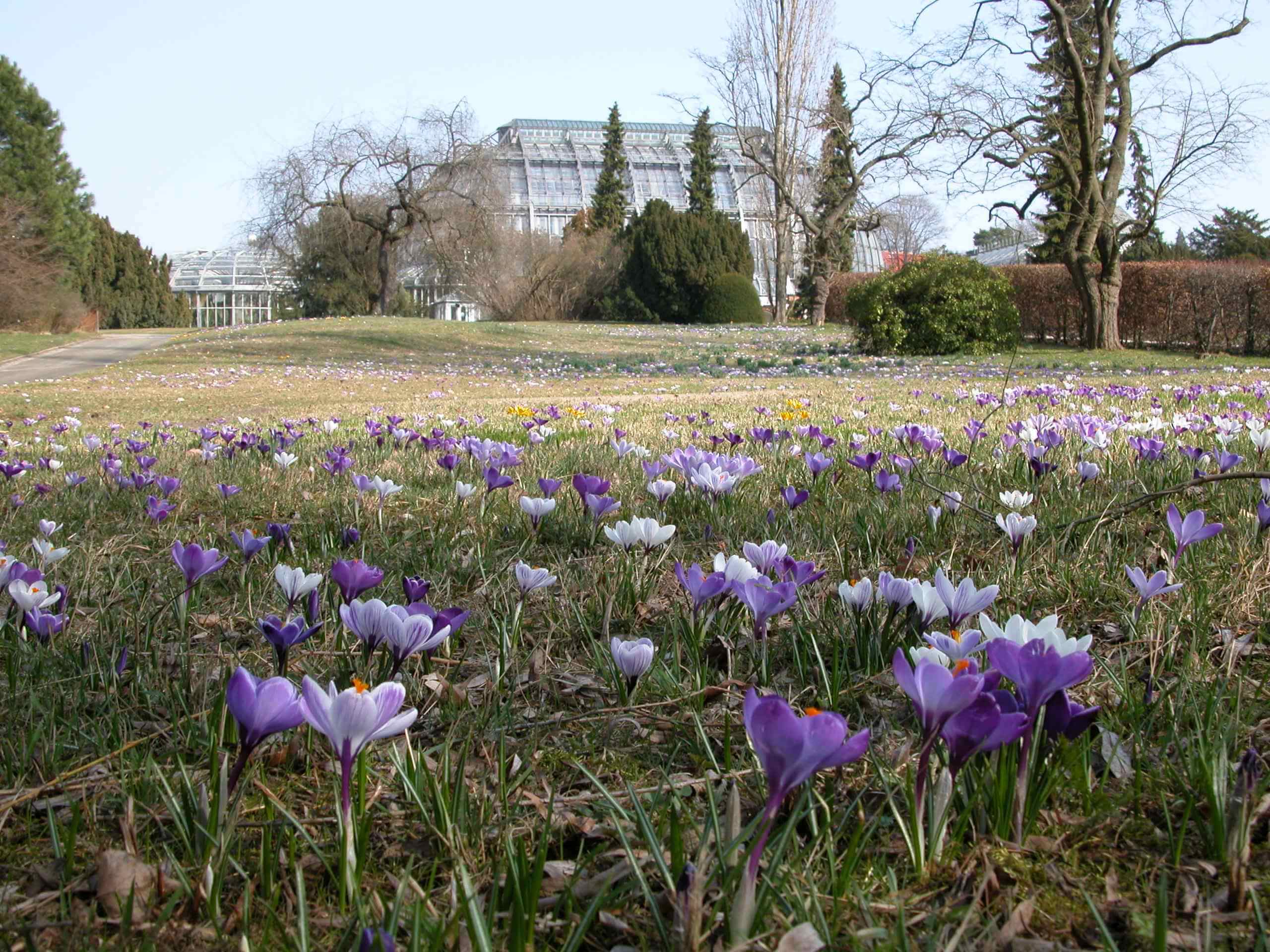 Auf dem Frühlingspfand durch den Botanischen Garten