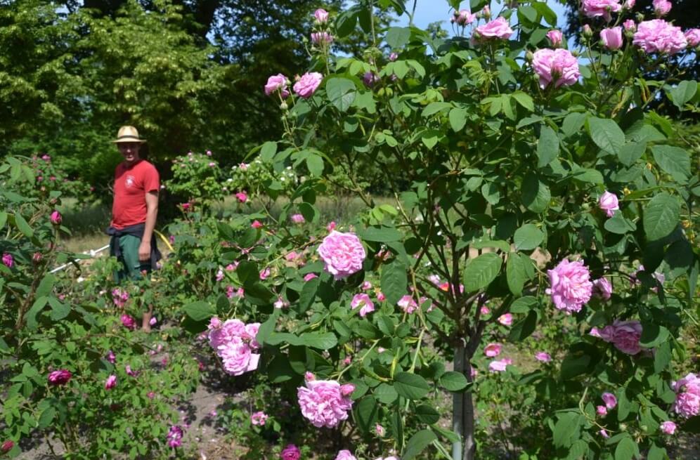 Die Rosen auf der Pfaueninsel präsentieren sich derzeit von ihrer schönsten Seite. FArchiv-oto: Jan Uhlig/SPSG