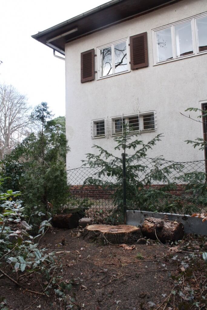 Vom einst stolzen Spitzahorn ist nur noch ein Stumpf übrig geblieben. Die Nachbarn haben ihn gefällt. Foto: Gogol