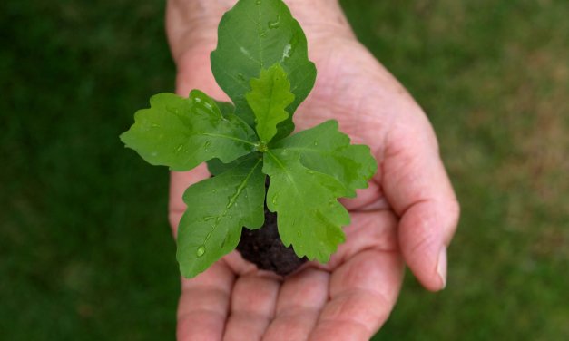 Jährliche Saatgutaktion der Gartenarbeitsschule gestartet