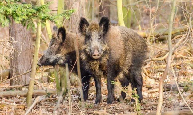 Wildschwein, Löwe & Co: Füttern ist verboten