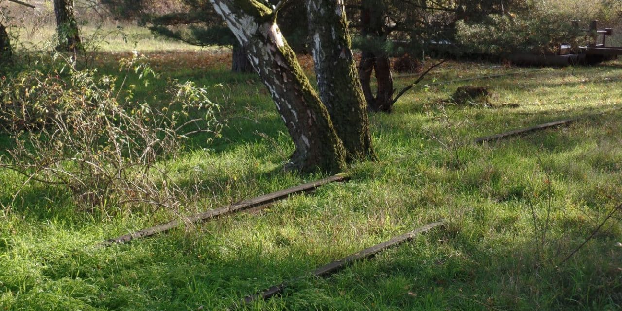 Eintauchen ins wilde Berlin