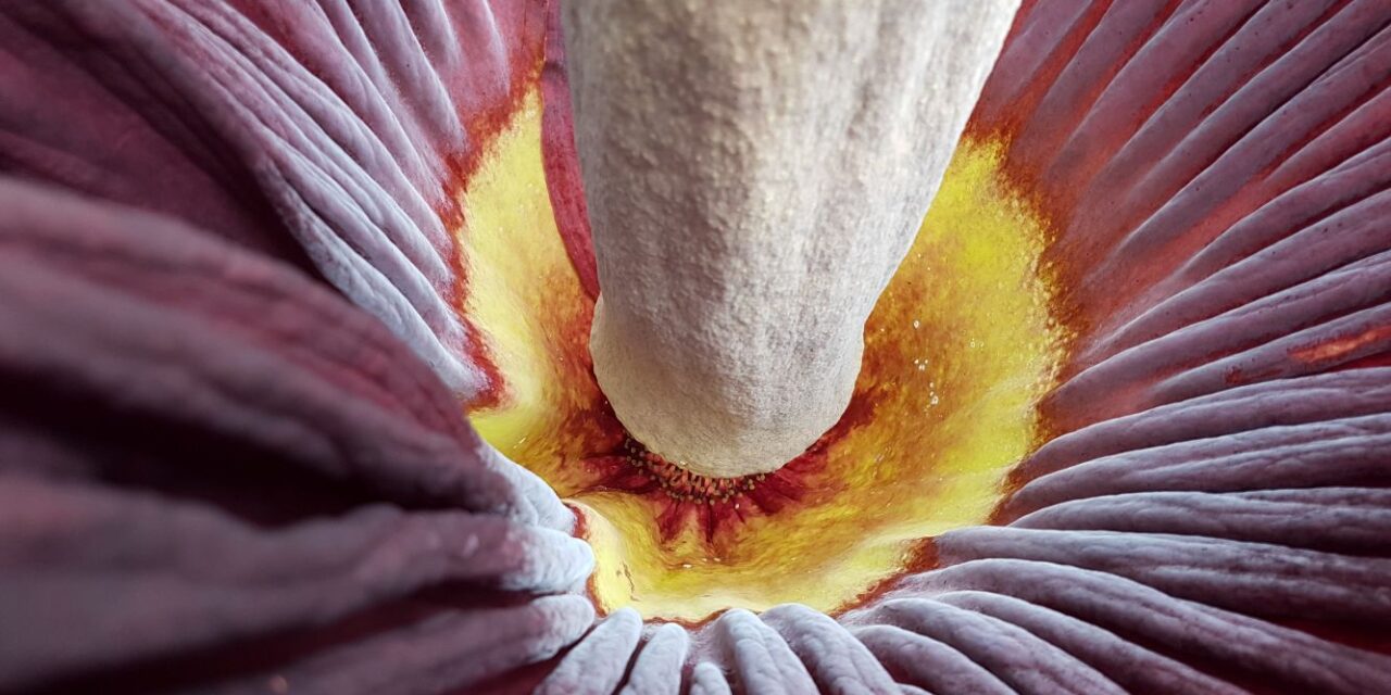 Titanenwurz: die Blüte, die zum Himmel stinkt