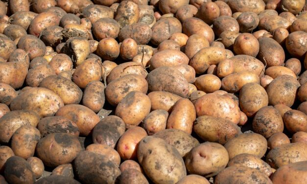 4000 Tonnen Kartoffeln für Berlin