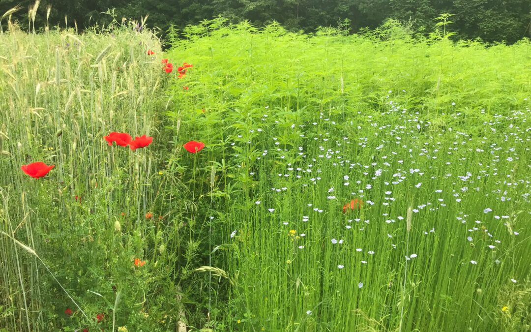 Amtsschimmel wiehert in Düppel