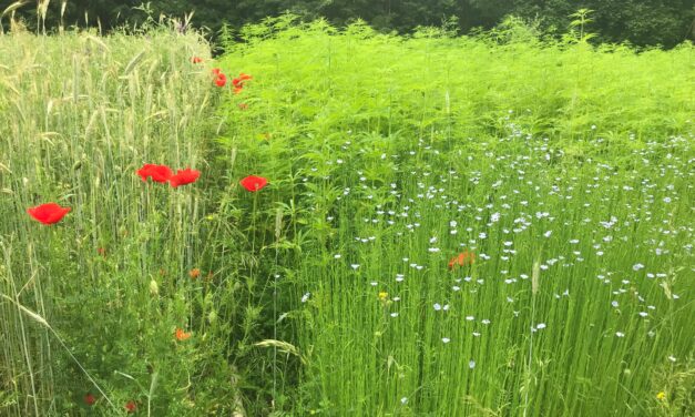 Amtsschimmel wiehert in Düppel