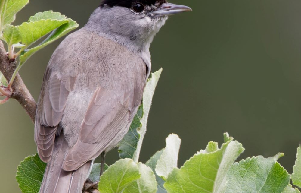 Kleiner Singvogel verzögert Schulbau