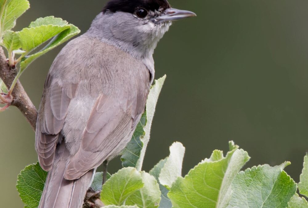 Kleiner Singvogel verzögert Schulbau