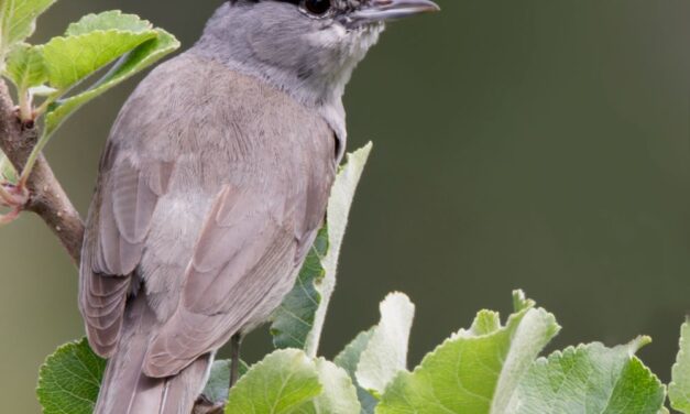 Kleiner Singvogel verzögert Schulbau