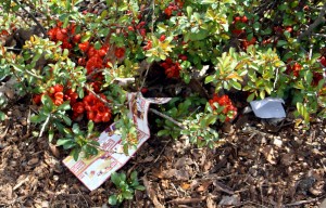 Müll im Park