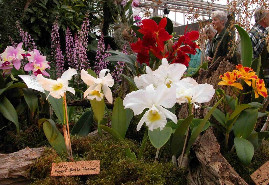 OrchideenShow im Botanischen Garten StadtrandNachrichten